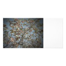 Seagrape växt, pinholekamerastil, blå himmel hälsningskort med foto