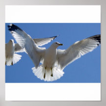 seagull posters