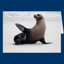 Sealion kort