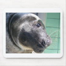 sealion mus matta