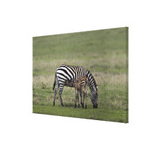 Sebra- och sjukvårdföl, Tanzania Sträckt Kanvastryck
