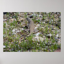 Sebra-tailed ödla affischer