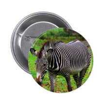 Sebrafoto Nål
