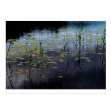 Seerosen 3 postkarte