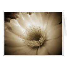 Sepiavitblomma Kort