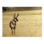 Serie för Pronghorn antilopdjurliv nr. vykort 9