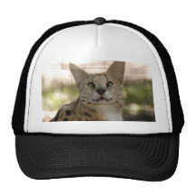serval 017 baseball hat