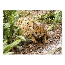 serval 019 vykort