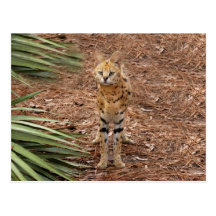 serval 046 vykort