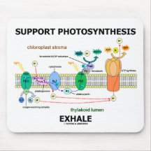 ServicePhotosynthesis utandas (Biochemistryhumorn) Mus Matta