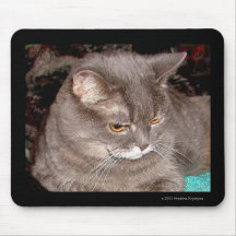 Shadow är en Chartreux katt Musmatta