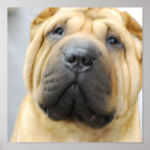 Shar Pei med rynkar affischen