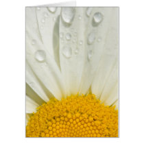 Shasta daisy kort