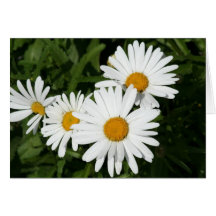 Shasta daisy Notecard Hälsningskort