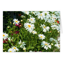 Shasta daisy Notecard Kort