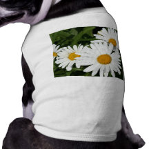 Shasta daisy tröja för hundar