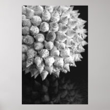 Shell Sphere Affischer