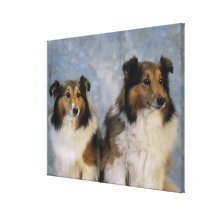 Shetland Sheepdogs Canvasdukar Med Gallerikvalitet