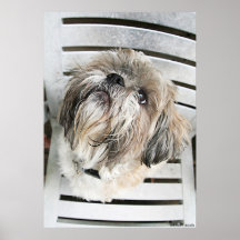 Shih Tzu Affischer