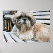 Shih Tzu Posters