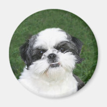 Shih Tzu ansiktemagnet Kylskåps Magneter