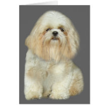 Shih Tzu hälsningkort