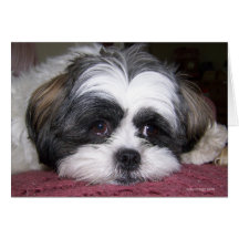 Shih Tzu hund Hälsningskort