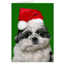 Shih Tzu jul Kort