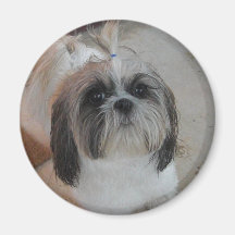 Shih Tzu magnet Magneter