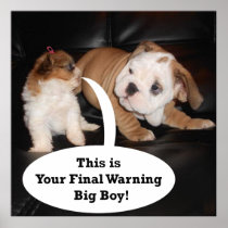 Shih Tzu och engelsk bulldoggPuppys affisch