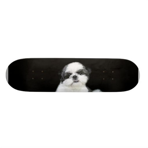 Shih Tzu skateboard