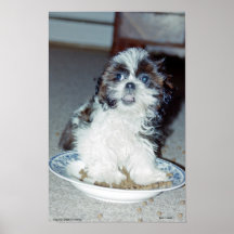 Shih Tzu valp Affisch