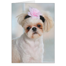 Shih Tzu valp Kort