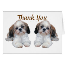 Shih Tzu valpar tackar dig att card Hälsnings Kort