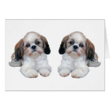 Shih Tzu valpkort