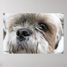 Shih Tzu vänder mot Print