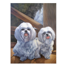 Shih Tzus Vykort