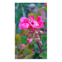 Shock rosa blommar det härliga färgrika trädgårds- visitkort