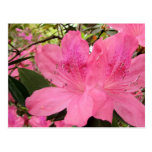 Shock rosaAzaleas Vykort