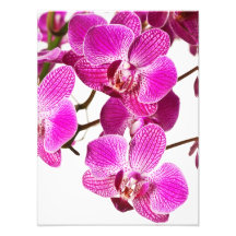 Shock rosaDendrobiumOrchid - Orchidsbakgrund Fotokonst