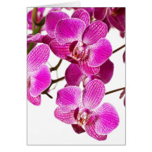 Shock rosaDendrobiumOrchid - Orchidsbakgrund Hälsnings Kort