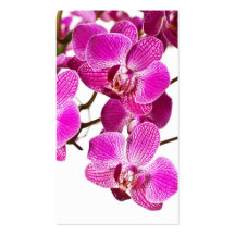 Shock rosaDendrobiumOrchid - Orchidsbakgrund Visitkort Mall