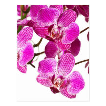 Shock rosaDendrobiumOrchid - Orchidsbakgrund Vykort