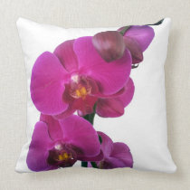 Shock rosaOrchid kuddar