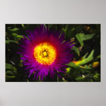 ~Shore Flower~ Print