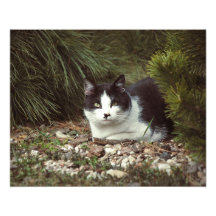 Shorthair katt - foto