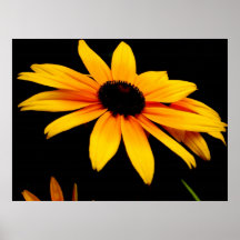 Show-avRudbeckia - affisch