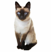 Siamese katt cut outs