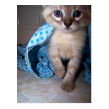 siamese kattunge vykort