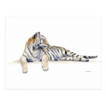 Siberian//Bengal tiger Vykort
